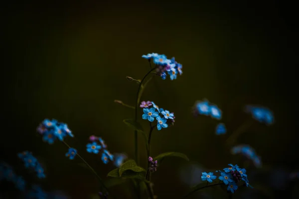 Flores Lindamente Coloridas Prado Praga República Checa Europa Vibrações Primavera — Fotografia de Stock