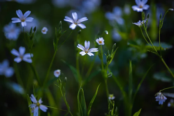 在布拉格 捷克共和国 欧洲的草地上 五彩斑斓的花朵 春天的气息终于来了 大自然充满了美丽的花朵 色彩和芬芳 — 图库照片