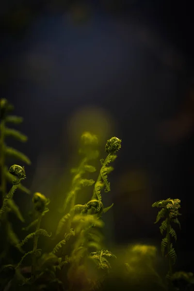捷克共和国波希米亚中部湖畔美丽的小蕨类的细节 — 图库照片