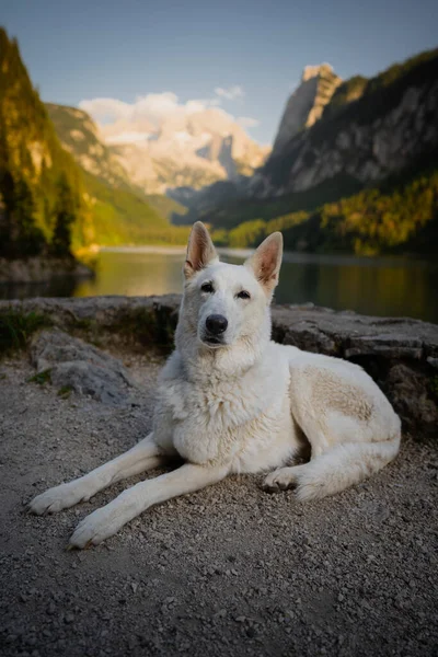 在达什坦附近的奥地利风景秀丽而快乐的毛茸茸的瑞士牧羊犬的画像 — 图库照片