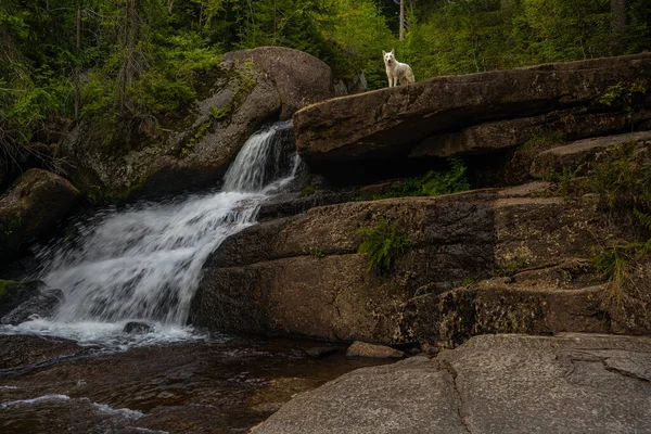 Loup Blanc Regardant Sommet Une Cascade Étonnante Cachée Profondément Dans — Photo