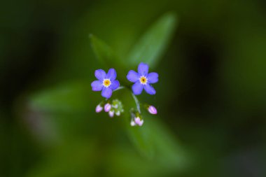 Prag, Çek Cumhuriyeti, Avrupa 'daki çayırlarda güzel renkli çiçekler. Bahar titreşimleri nihayet geldi ve doğa güzel çiçekler, renkler ve kokularla dolu..