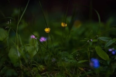 Prag, Çek Cumhuriyeti, Avrupa 'daki çayırlarda güzel renkli çiçekler. Bahar titreşimleri nihayet geldi ve doğa güzel çiçekler, renkler ve kokularla dolu..