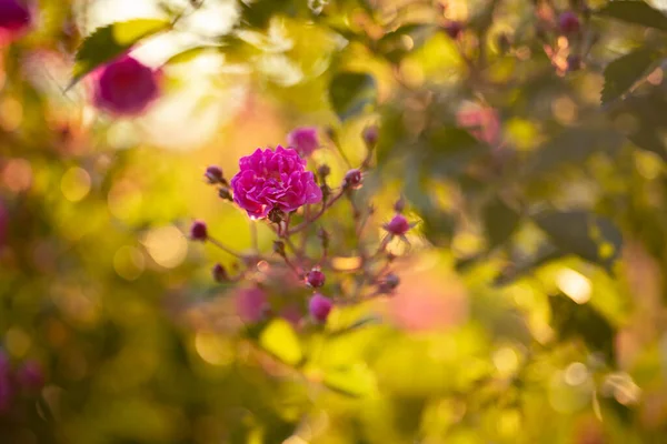 Vackert Färgade Blommor Full Blom Tjeckien Europa Naturen Full Vackra — Stockfoto