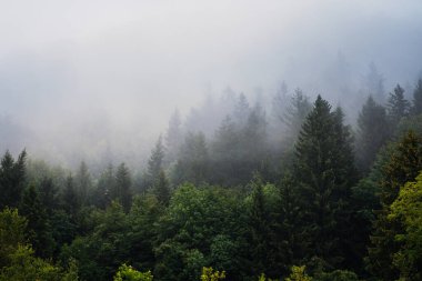 Sisli dağlar ve orman manzarası atmosferik gündoğumu sırasında Triglavski ulusal parkının en iyi mistik atmosferiyle, Slovenya, Avrupa.