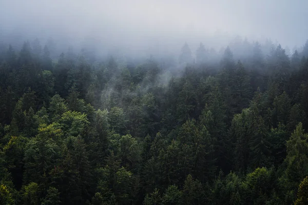 Sisli Dağlar Orman Manzarası Atmosferik Gündoğumu Sırasında Triglavski Ulusal Parkının — Stok fotoğraf