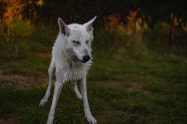 Güzel ve pofuduk İsviçreli çoban köpeğinin portresi. Gerçekten insanın en iyi dostudur..