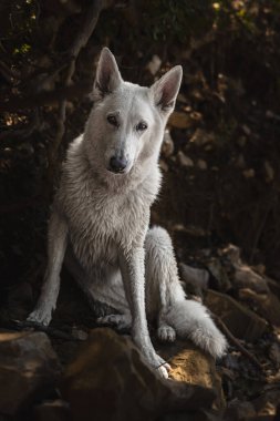 Güzel ve pofuduk İsviçreli çoban köpeğinin portresi. Gerçekten insanın en iyi dostudur..