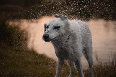 Güzel ve pofuduk İsviçreli çoban köpeğinin portresi. Gerçekten insanın en iyi dostudur..