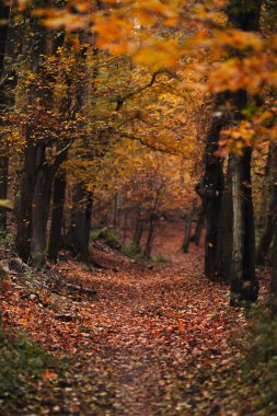 Magical dark path through the forest with the best mystic atmosphere in fall season in Bohemia. clipart