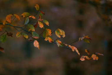 Karanlık sonbahar mevsiminde güzel renkli yaprakların ayrıntıları.