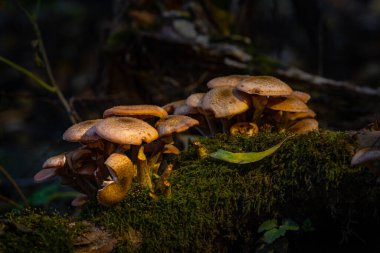 Taze yosun ormanında büyüyen büyük bir mantar kümesi..