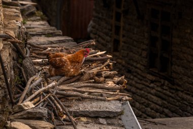 Nepal 'deki Himalaya dağlarında küçük bir köyde yürüyen vahşi bir horoz..