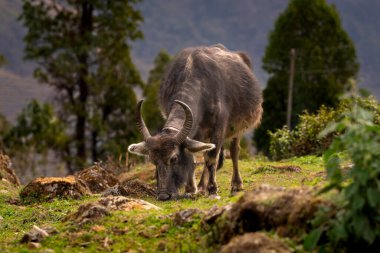 Nepal 'deki Himalaya dağlarındaki bir çayırdaki öküzün detaylı görüntüsü..