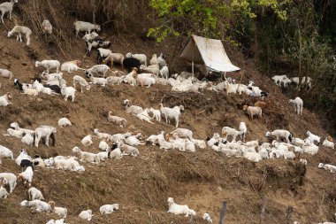 Himalayaların eteklerinde koyun ve keçilerle dolu otlaklar