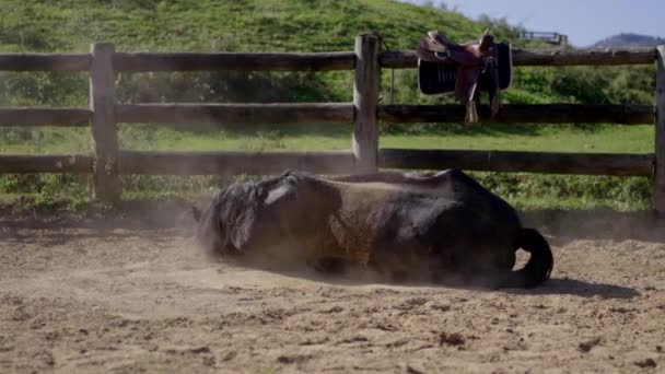黒い馬が地面に横たわって牧場で遊んでいる — ストック動画