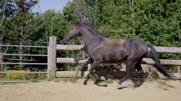 Cavalo Selvagem Preto Correndo Uma Caneta Conceito Domesticação Animal — Vídeo de Stock
