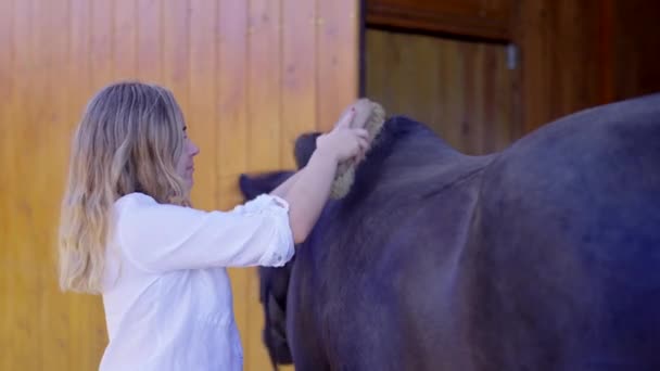 Jonge Vrouw Schoonmaken Borstelen Van Een Zwart Paard Stal — Stockvideo