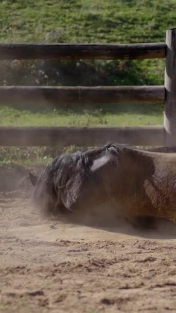 Czarny Koń Leżący Bawiący Się Ranczu — Wideo stockowe