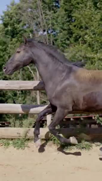 Divoký Černý Kůň Běžící Cvalu Ohradě Raničení — Stock video