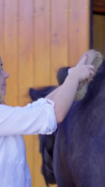 Młoda Kobieta Sprzątająca Czarnego Konia Pędzlem — Wideo stockowe