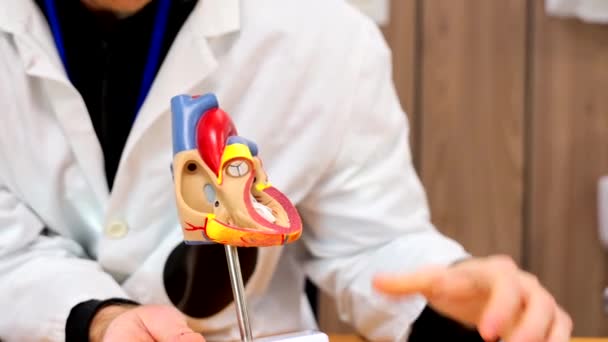 Felismerhetetlen Orvos Aki Elmagyarázza Szív Működését Egy Műanyag Modellen Kardiológiai — Stock videók