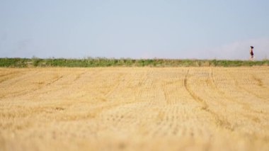 İki koşucu doğada antrenman yapıyor. Genç çift buğday tarlasında koşuyor.