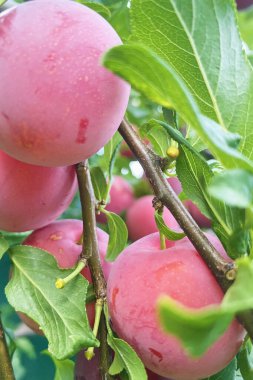 Summer harvest. Useful fruits are rich in vitamins. Fruit tree