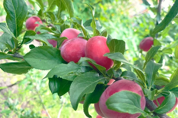 Harvest of ripe plums. Branch with pink plums. Big harvest