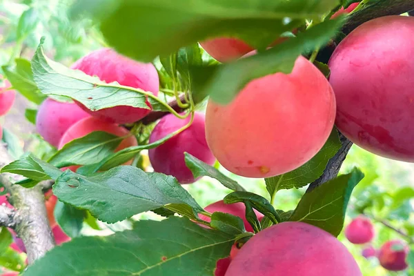 Большие Сливы Дереве Плод Обогащен Витаминами Розовые Сливы — стоковое фото
