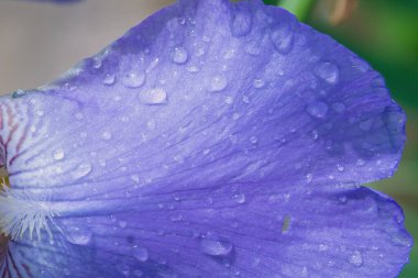 Kırılgan çiçek yaprağı. Yaprağın üzerine çiy damlası düşer. Sabah çiği