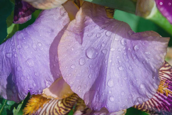 Роса Падає Квітковий Лист Квітка Ранковою Росою — стокове фото
