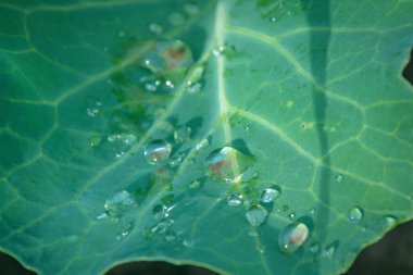 Yaprağın üzerindeki sabah çiği. Çiy içinde geniş bir yaprak. Yeşil yaprak