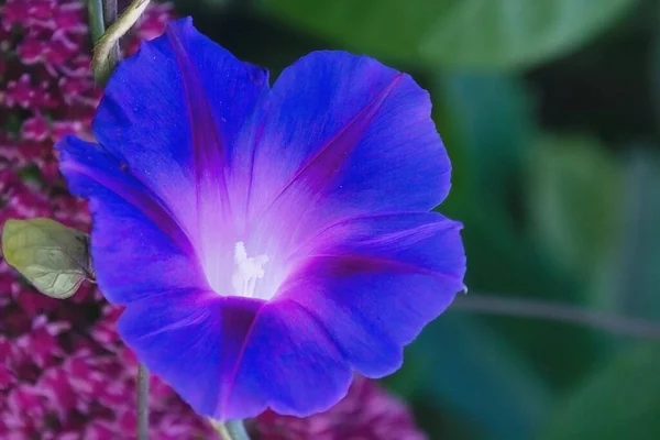 Kék Tavaszi Virág Egy Gyönyörű Virágzó Kert Virágzó Virág Közeledik — Stock Fotó