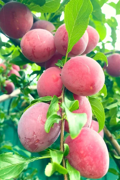 Vruchten Groeien Tuin Zomer Oogst Paarse Pruimen Een Boom — Stockfoto