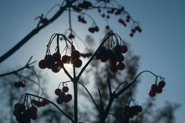 Φθινοπωρινό Βίμπουρνουμ Ηλιακό Φως Στους Θάμνους Του Βίμπουρνουμ Μπους Κόκκινα — Φωτογραφία Αρχείου