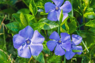 Bahar mavisi çiçek. Bahar çiçeği. Tarlada büyüyen bir çiçek