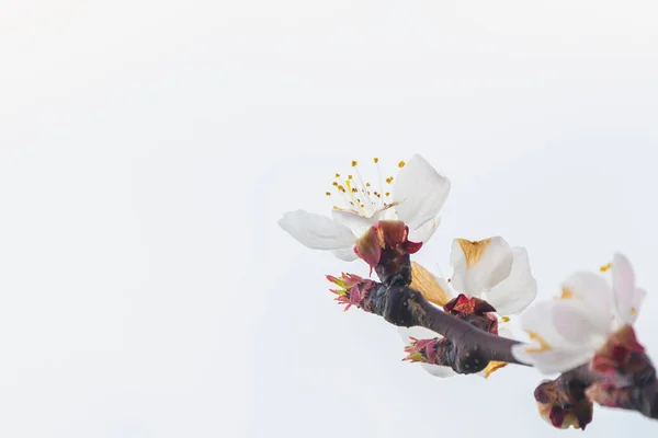 Квітуча Весняна Гілка Біла Квітка Дереві Весняна Гілка — стокове фото