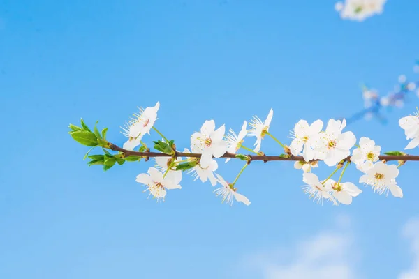 青空を背景に咲く木の枝 春咲きの木 — ストック写真