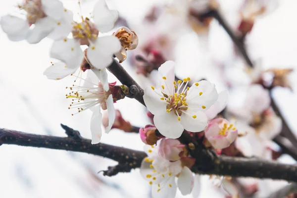 開花木の枝 春の枝が咲く 木の上の白い花 — ストック写真
