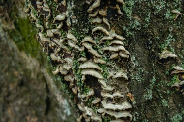 Ağaç kabuğundaki mantarlar. Yaşlı ağaç mantarlarla kaplanmış. Ağaçtaki mantarlar