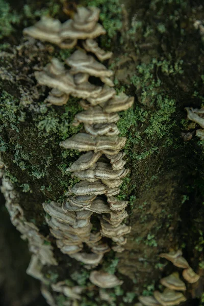 stock image Mushrooms on tree bark. Old tree with mushrooms. White mushrooms