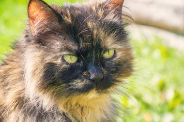 Tüylü bir kedi yeşil bir çayırda yürüyor. Güzel pofuduk bir kedi manzarası. Güzel bir kedi.