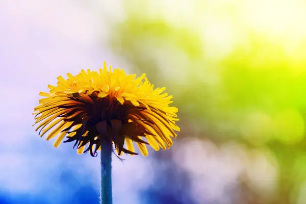Желтый Весенний Цветок Фоне Неба Красивый Цветной Свет Цветке Весенний — стоковое фото