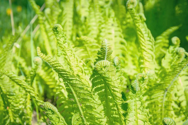 Young Green Fern Leaf Fern Sun Green Plant — Stock Photo, Image