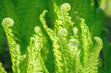 Eğreltiotu yaprağı güneş ışınlarının altında. Eğreltiotu ormanda yetişir.