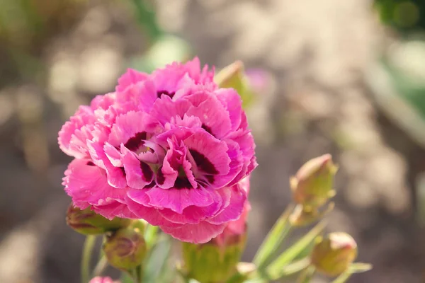 Розовый Кустарник Красивое Растение Цветок Растет Саду — стоковое фото