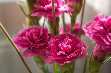 Renkli, güzel, narin çiçekler. Güneş ışınlarının altında bahar çiçekleri. Güzel çiçekler.