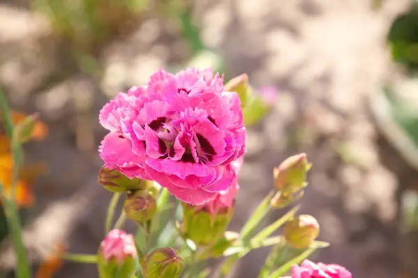 Çayırda Bahar Çiçeği Nazik Bir Bitki Pembe Çalısı Karanfil — Stok fotoğraf