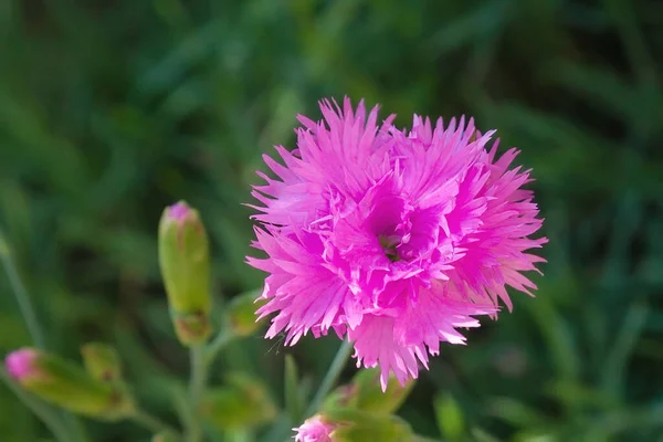 Розовый Весенний Цветок Цветок Лугу Мягкое Растение — стоковое фото